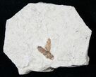 Fossil March Fly (Plecia) - Green River Formation #16053-1